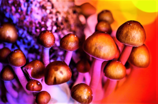 Галлюциногенные грибы - лечение зависимости в Анима